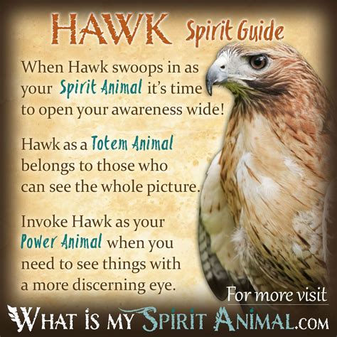 Native American Meaning Of A Hawk